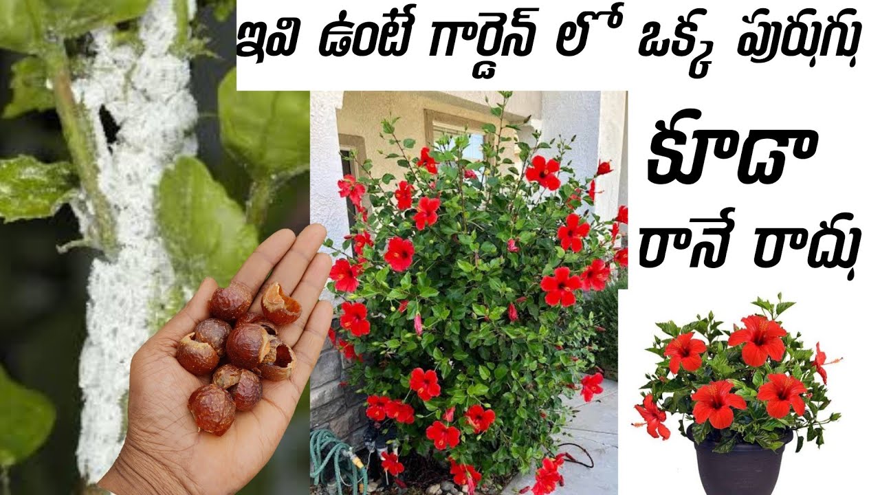 వీటితో పిండి నల్లి పరార్|| పురుగు మాటే ఉండదు|All time మల్లె పూలు పూస్తాయి||పురుగులు పరార్