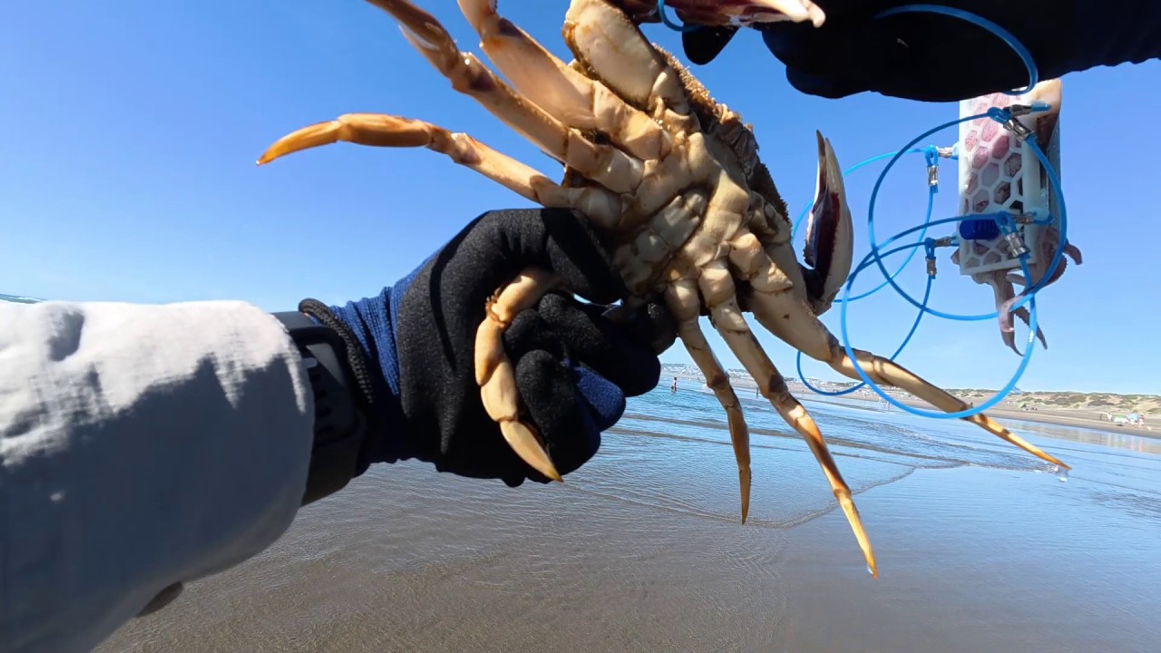 Dungeness Crabbing at Ocean Beach | 2026-03-17