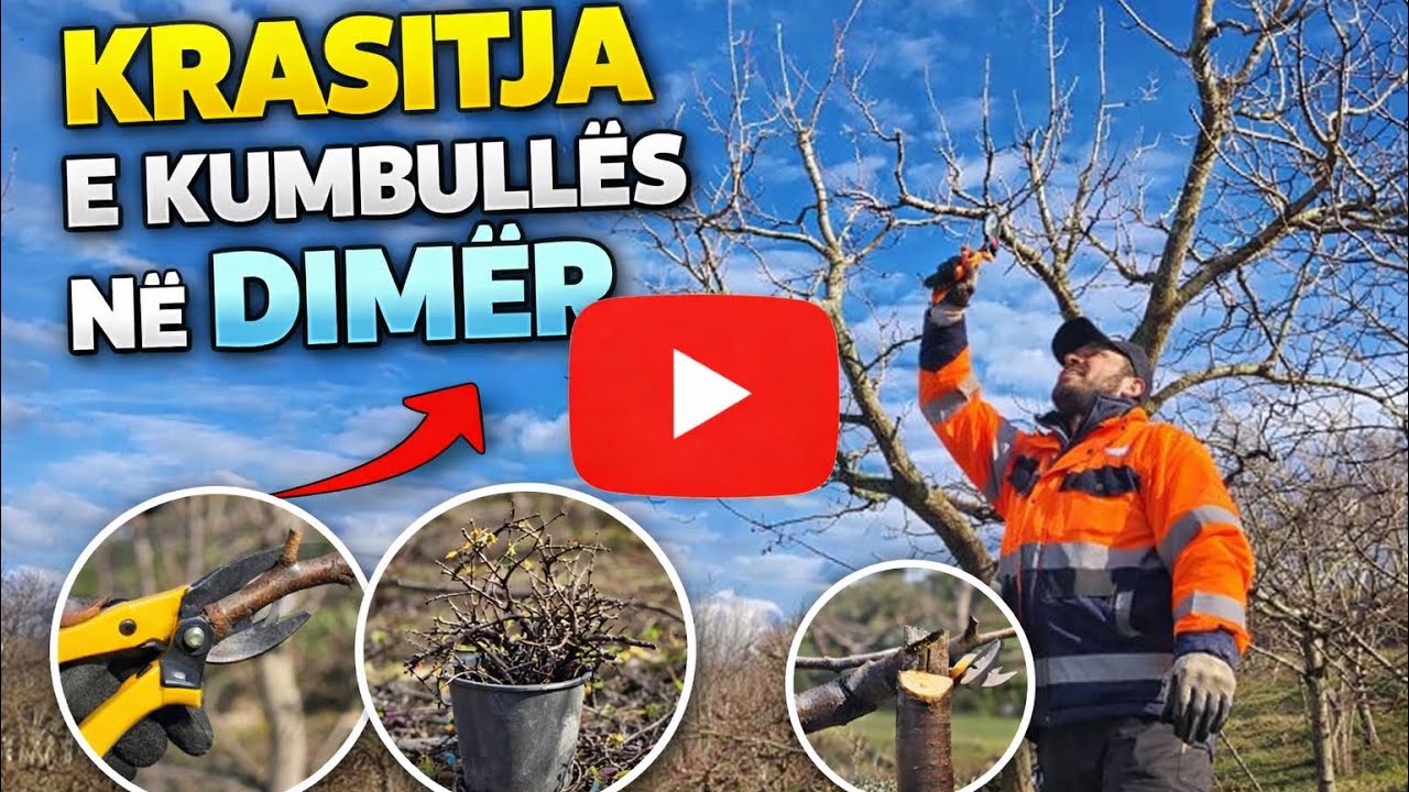 Krasitja e kubulles 27 janar 2026