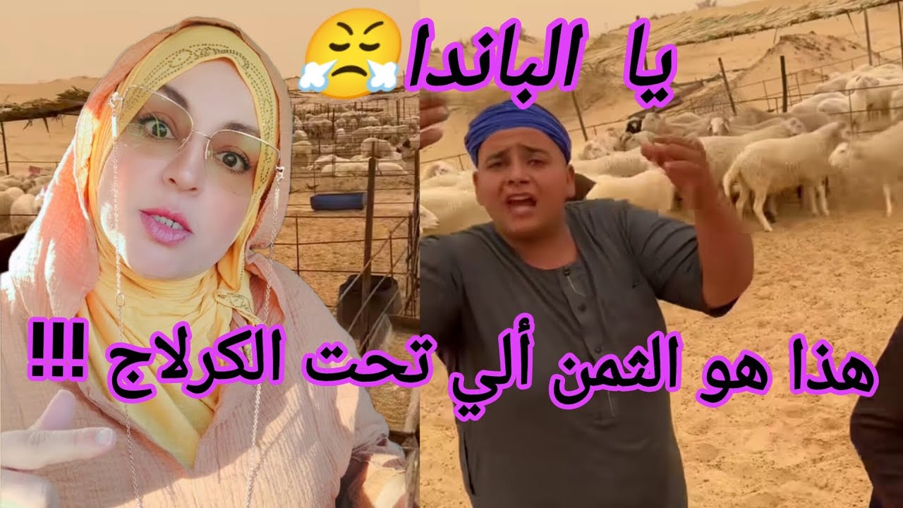 شاهدوا تصريحات الباندا و ثمن الكبش من واد سوف، أين الثمن ألي تحت الكرلاج ولا غير هدرة