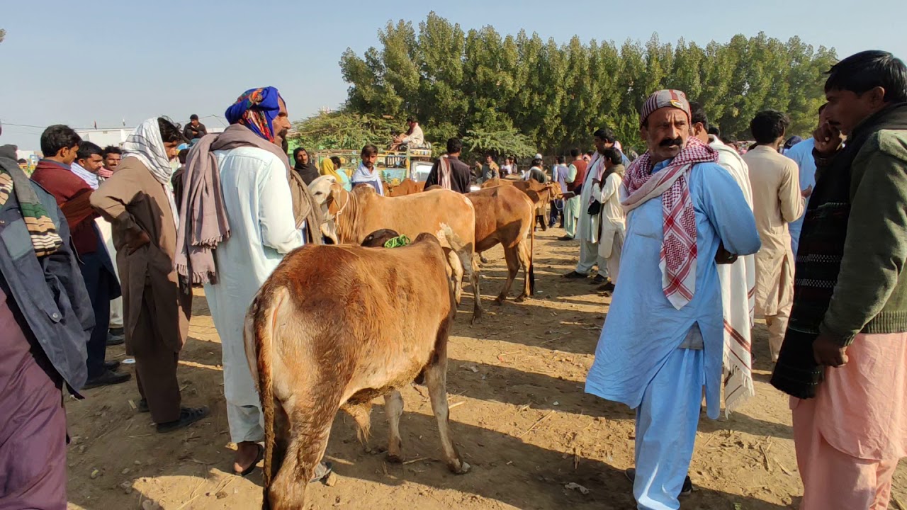 Sindh ki Sasti Mandi ki ek jhalak | Dadu District ki Sasti Mandi