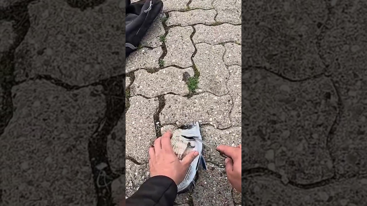 ¿Os parece buena práctica matar al pez para que no sufra?