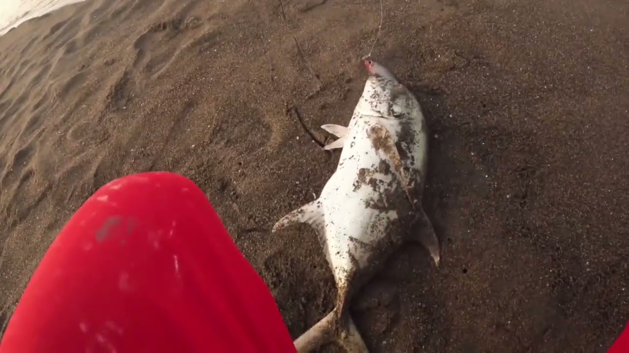 Buena mañana de pesca de 2 jureles 💪💪