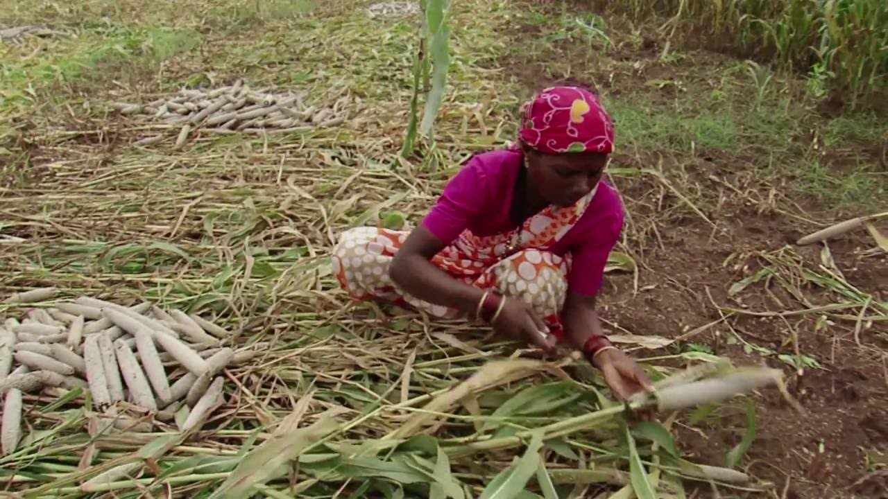 Biofortification in 50 Seconds