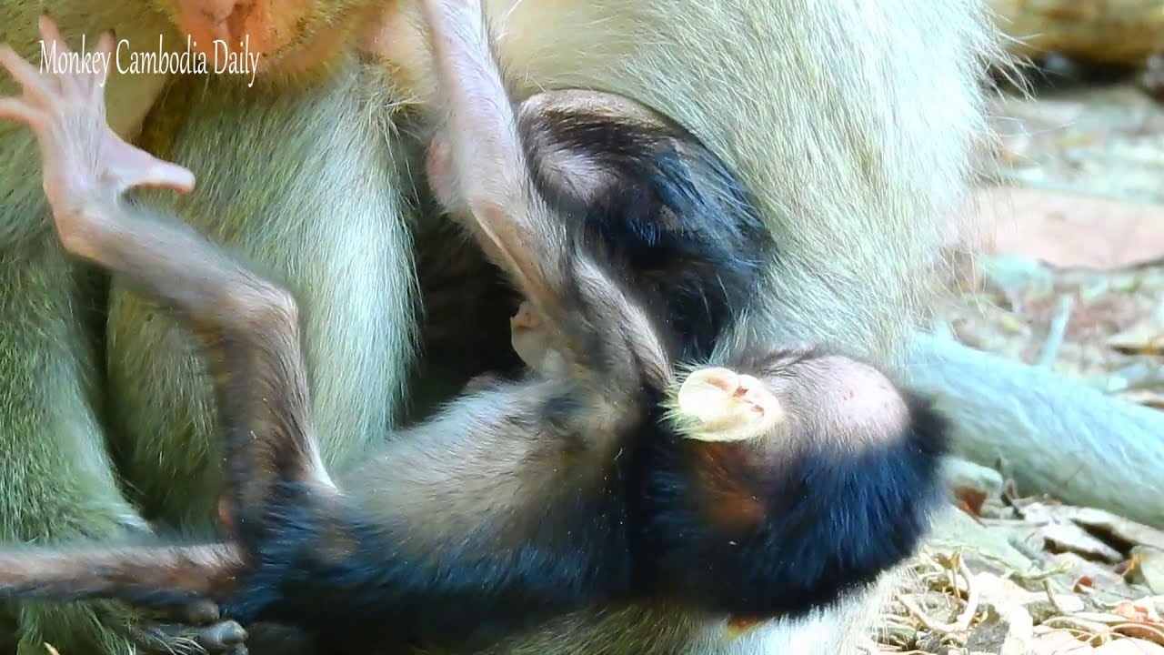 Two Young Monkeys Stay Close to Their Mother Casi for Warmth and Comfort | Monkey Cambodia Daily