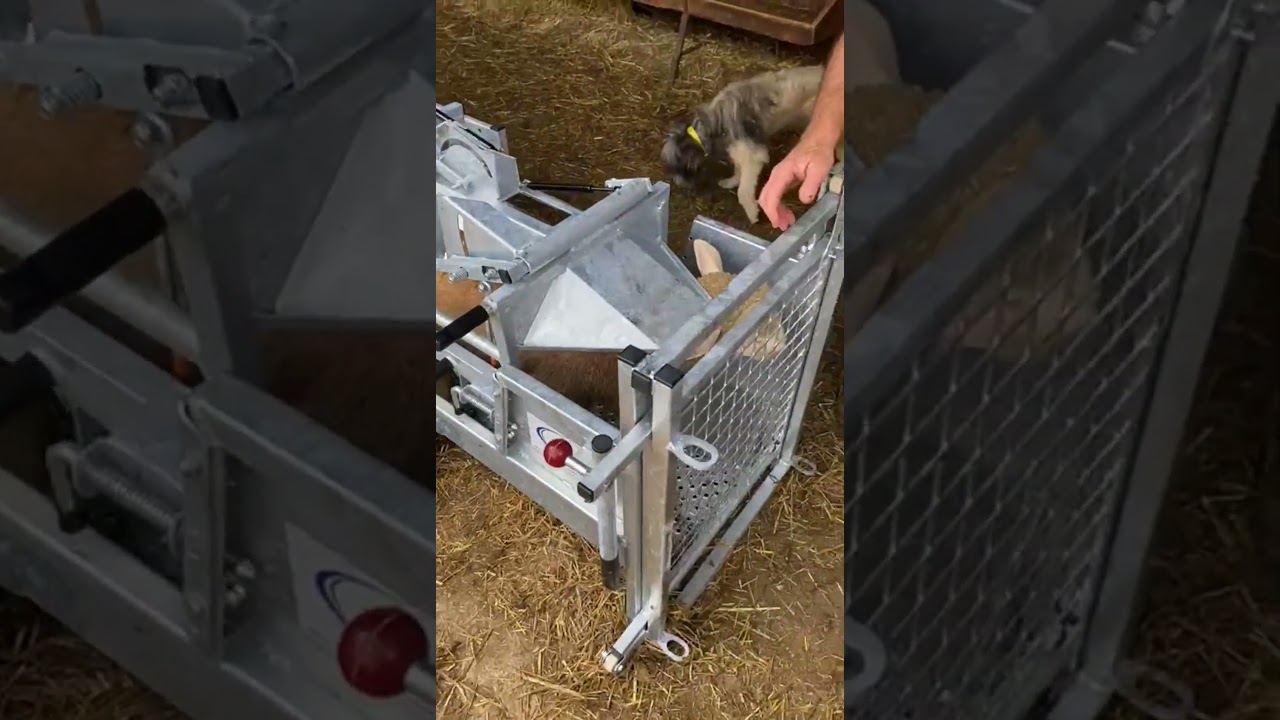 Cage retournement pour moutons ou ch&egrave;vres SATENE