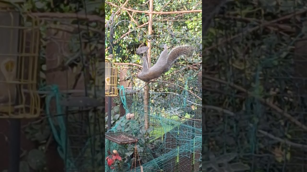 Ламми раскачивается, пытаясь украсть корм для птиц.