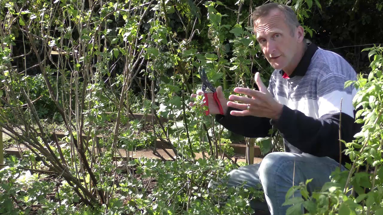 Soft Fruit pruning