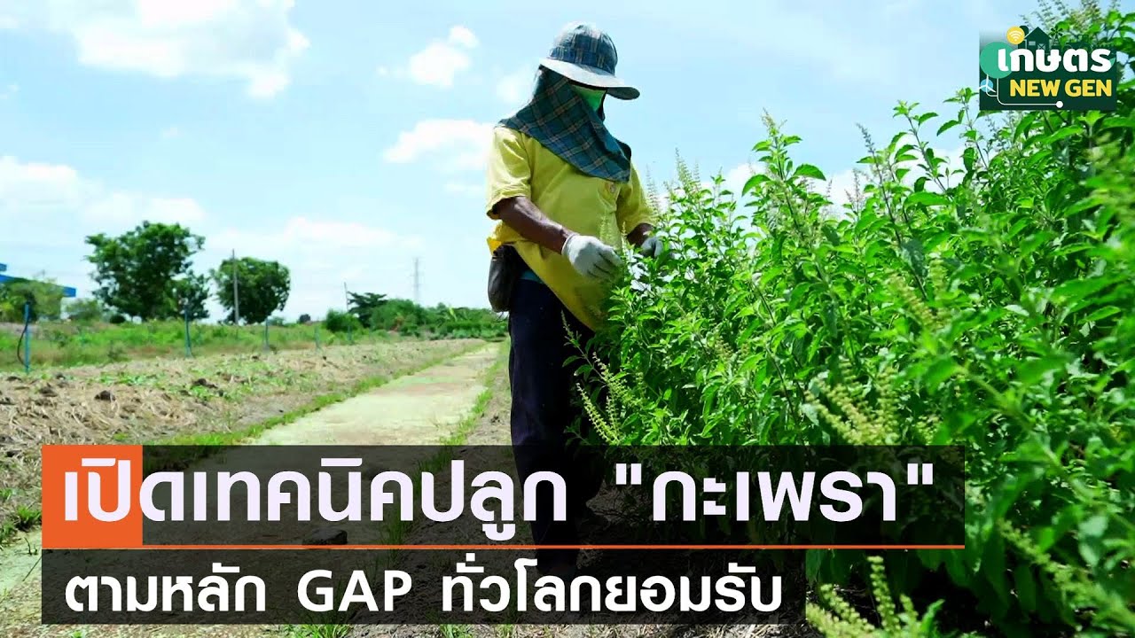 เปิดเทคนิคปลูก “ กะเพรา” ตามหลัก GAP ทั่วโลกยอมรับ | เกษตรนิวเจน