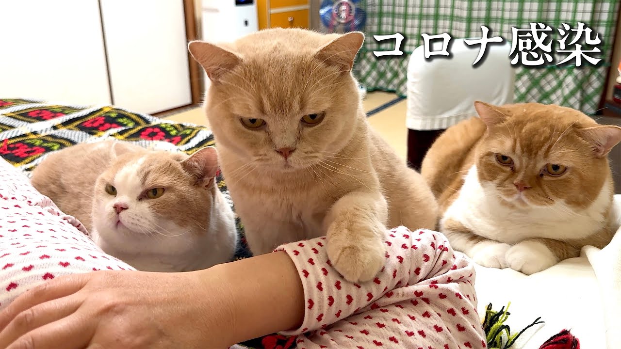 【猫の思いやり】体調不良の母をじっと見守る猫たち