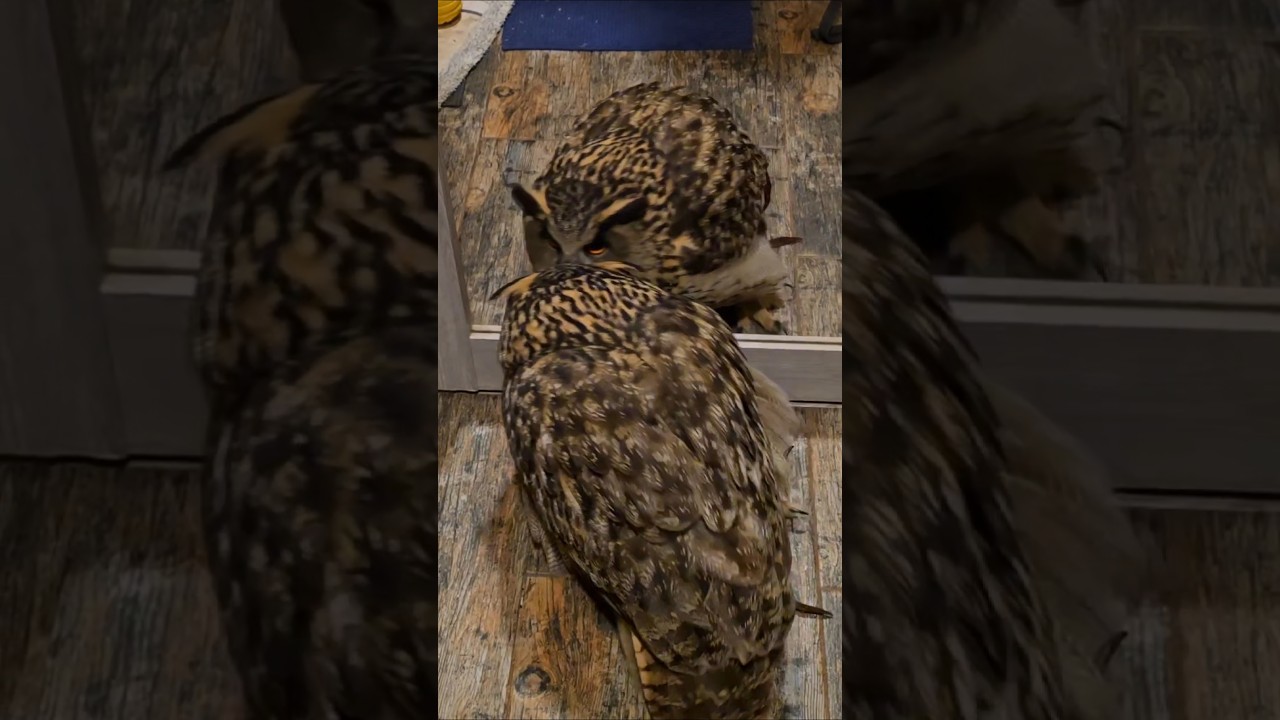 Сове зеркало пройти мешает! Возмутительно! #yoll