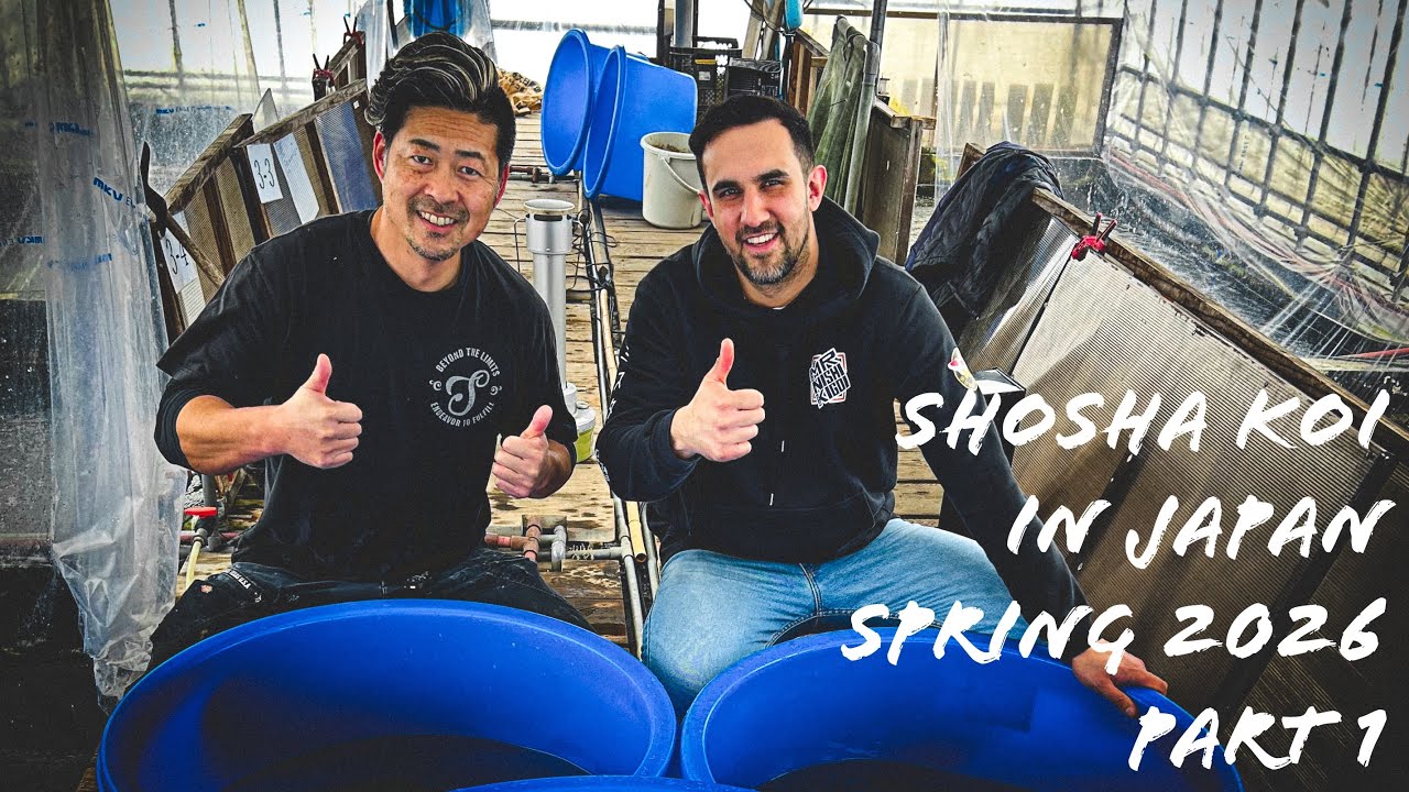 Shosha Koi in Japan - Spring 2026 - Part 1