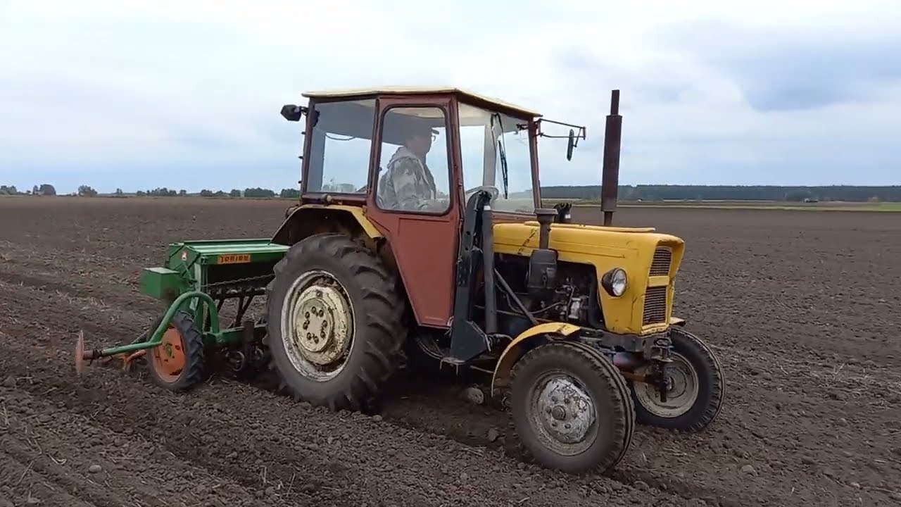 Siew pszenicy ozimej 2022. Ursus c-330 i siewnik Amazone D7 Junior