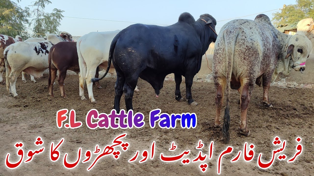 Fresh Farm Update or Bachroo k ShouQ in F.L Cattle Farm Multan