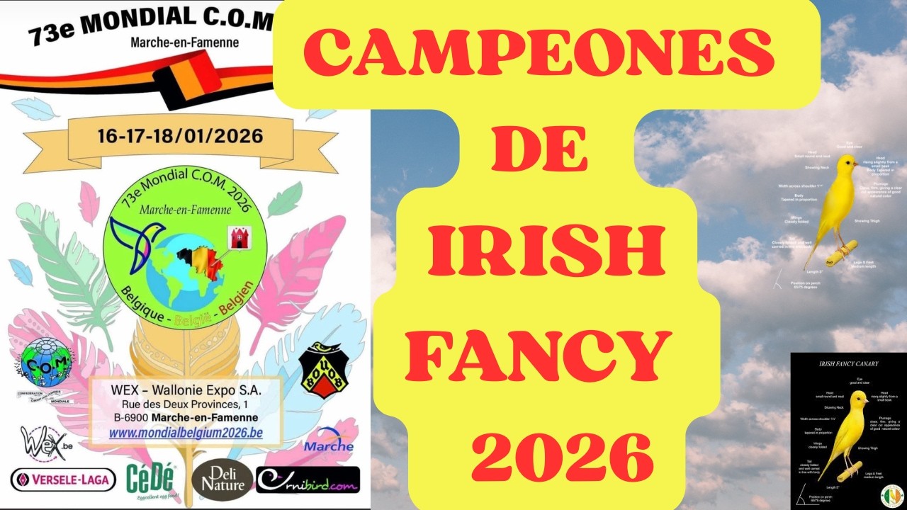 IRISH FANCY,  CAMPEONES DEL MUNDO 2026