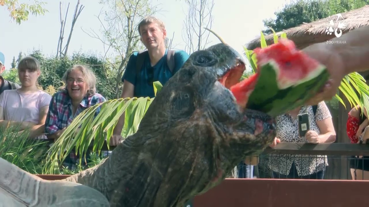 Melounové středy u velkých želv