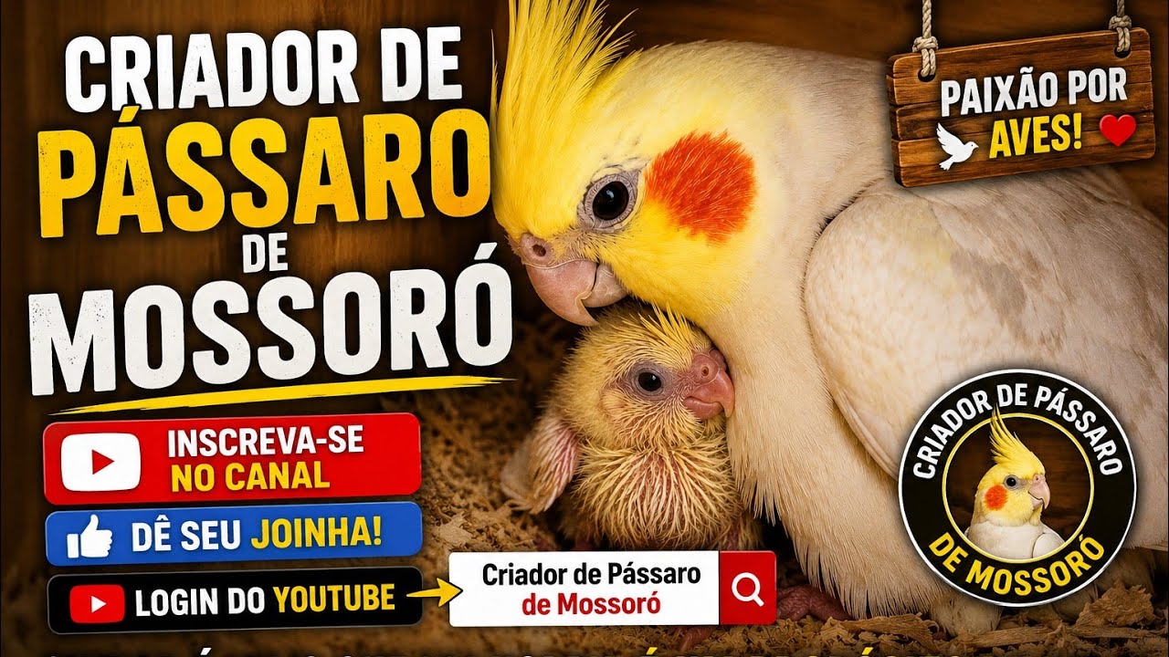 Filhotes de Calopsita com 6 dias de vida 🐣🐣