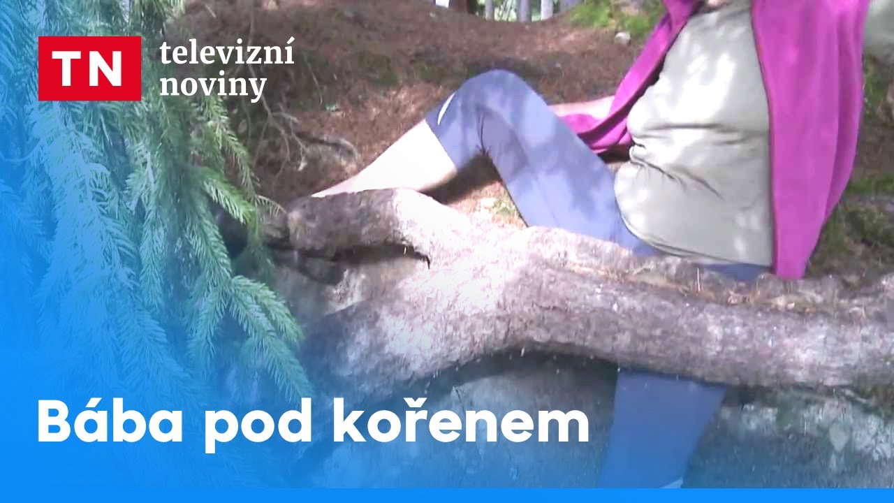 Legenda Televizn&iacute;ch novin: B&aacute;ba pod kořenem