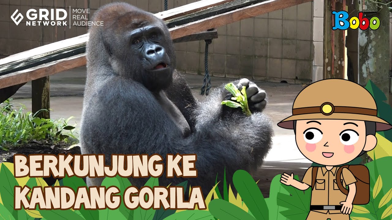 Jalan-Jalan - Berkunjung ke Kandang Gorila di Taman Margasatwa Ragunan