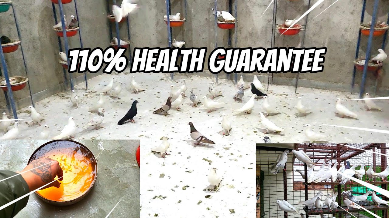 PIGEON WINTER CARE WITH PROOF || 1 भी कबूतर बीमार नहीं होगा ||