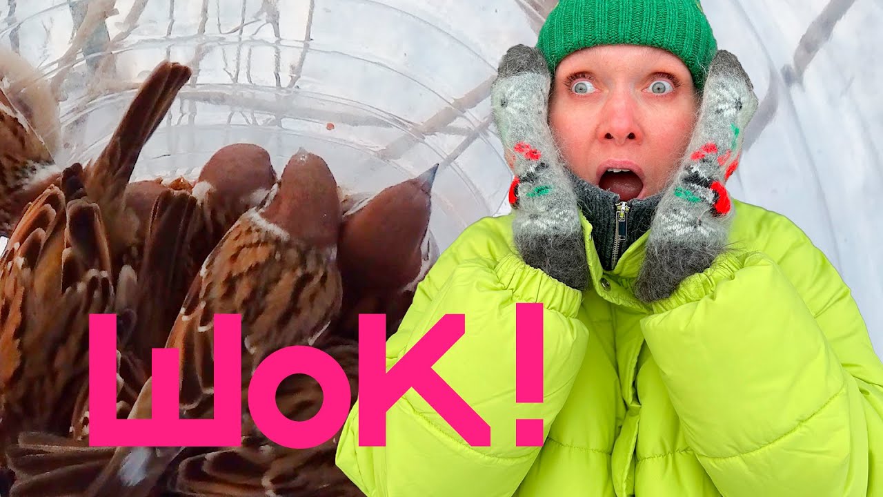 Вы еще не видели столько воробьев в одной кормушке! You never seen so many sparrows in one feeder!