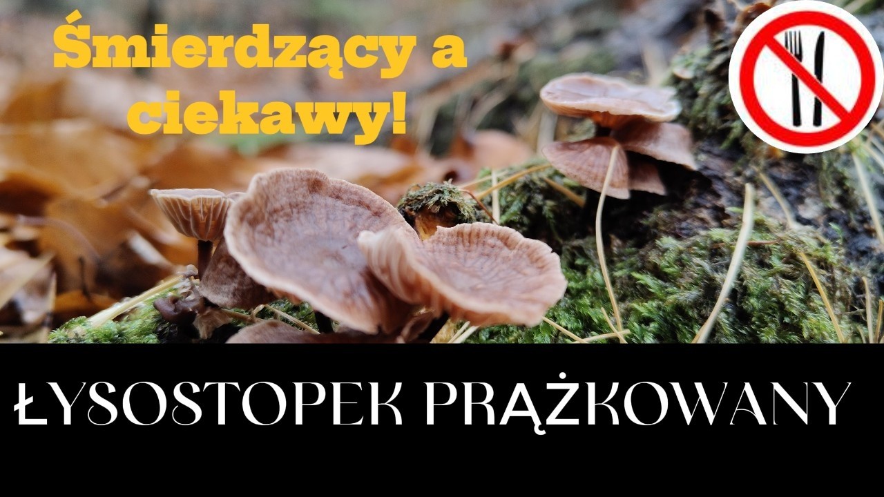 Łysostopek prążkowany - śmierdzący a interesujący