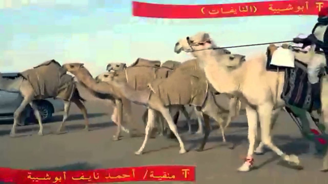 أغنية راشد الماجد في أحمد نايف أبوشيبة وقبيلة مطير