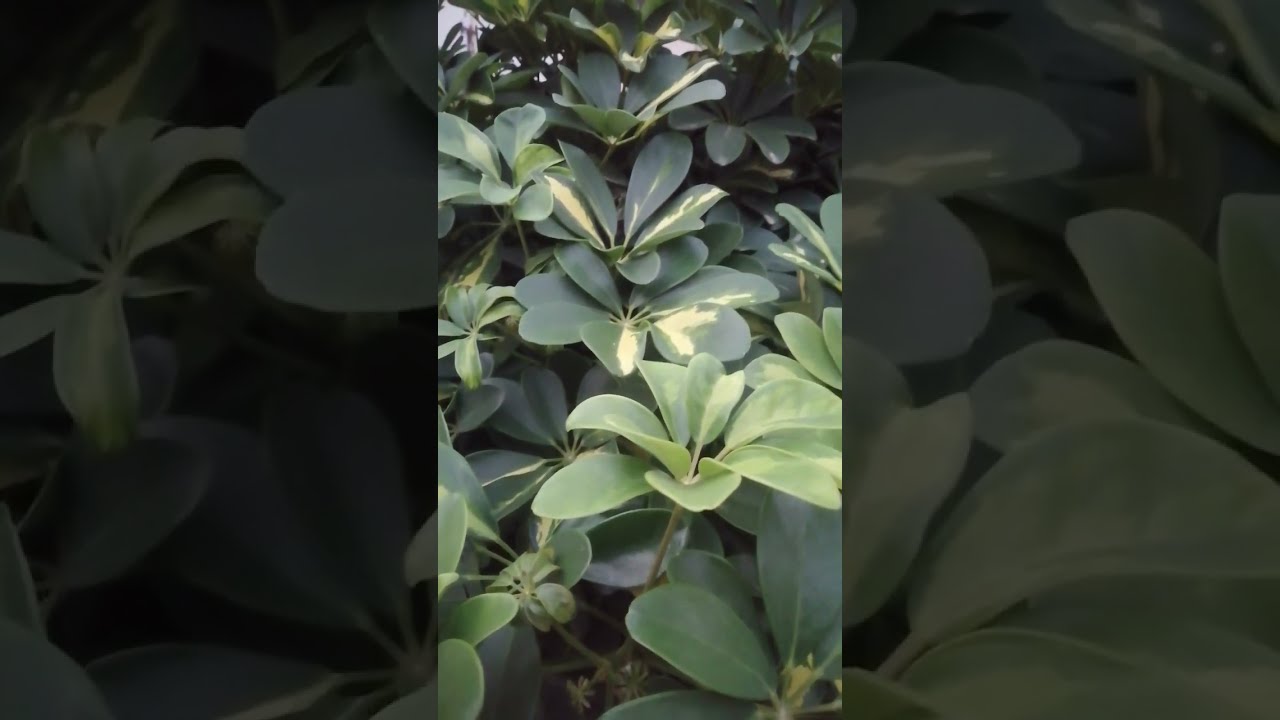 🔴 beautiful plant propagation schefflera plant 
