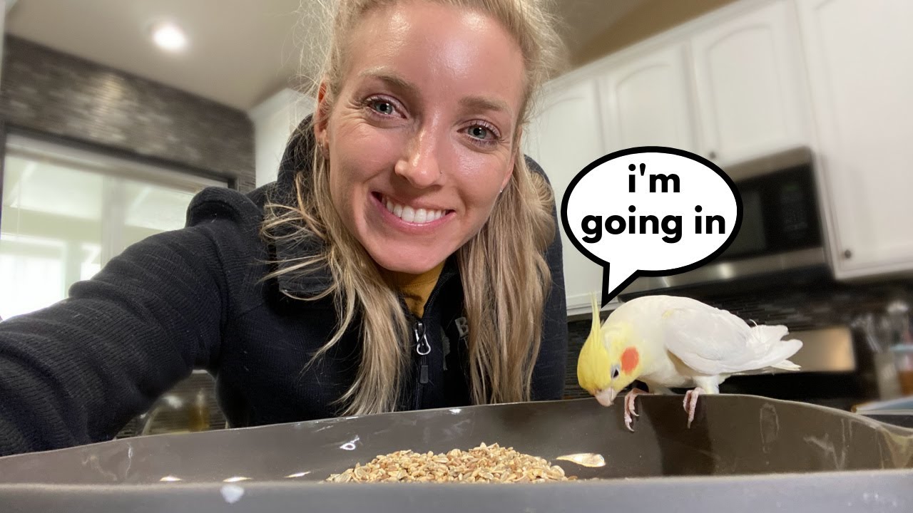 Homemade Cockatiel Seed and Grain Mix Recipe I Use!