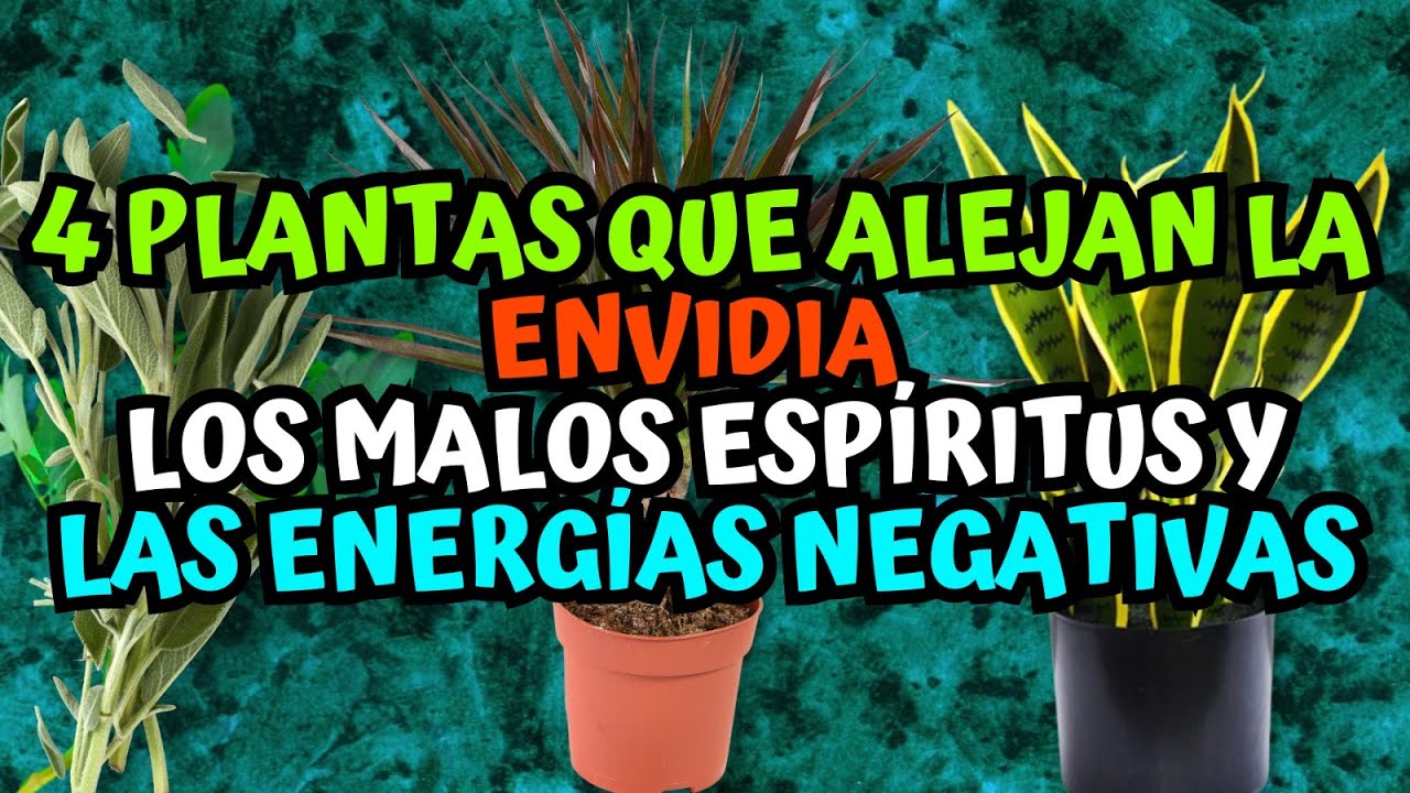 4 plantas que alejan la envidia, los malos esp&iacute;ritus y las energ&iacute;as negativas