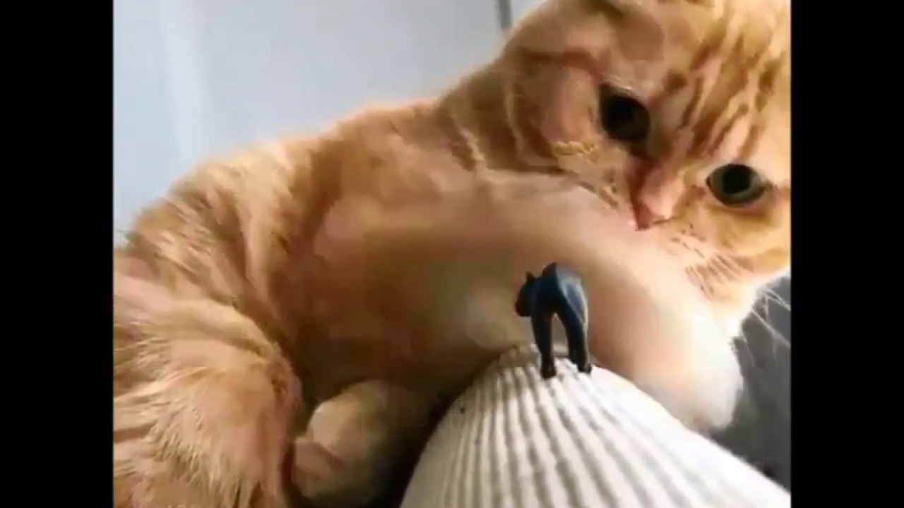 Funny cats of instagram 2016