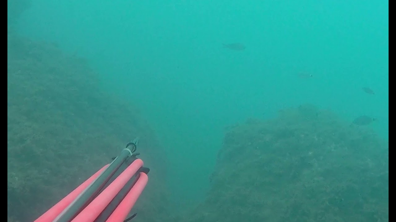 Pesca sub Genova : Corvina ENORME ... e lo &egrave; ancora 🥺😭