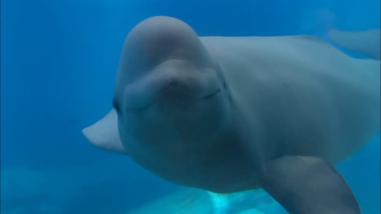Искупление в SeaWorld Orlando! Часть 1