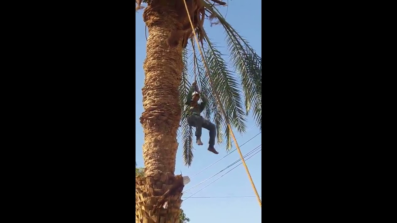 عملية إنقاذ حرفي نخيل علق فوق النخلة بعد تقليمها .