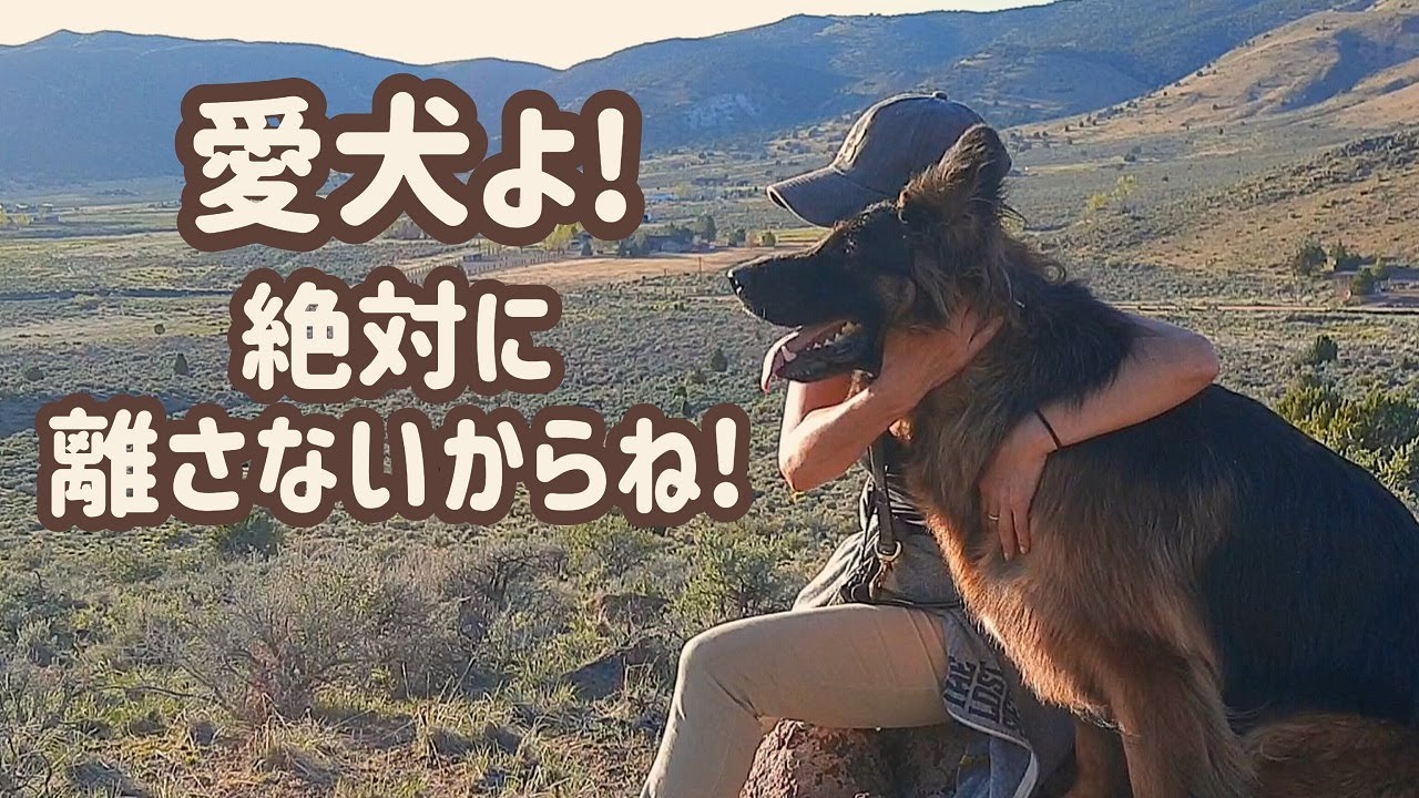 【ジャーマンシェパード】知人から聞いた犬の話で心がざわざわしてしまいました&hellip;（泣）