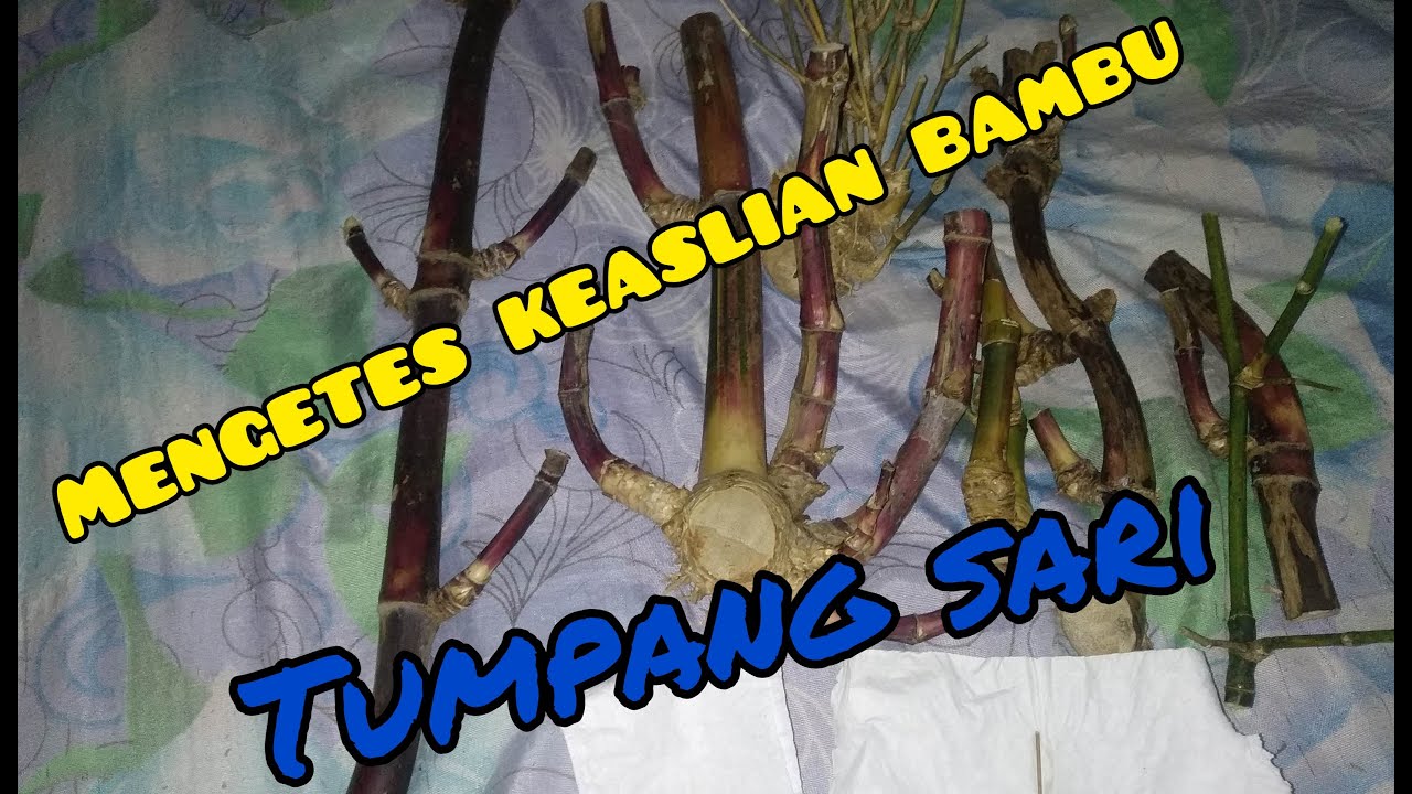 Cara mengetes keaslian bambu tumpang sari mengunakan tisu dan lidi