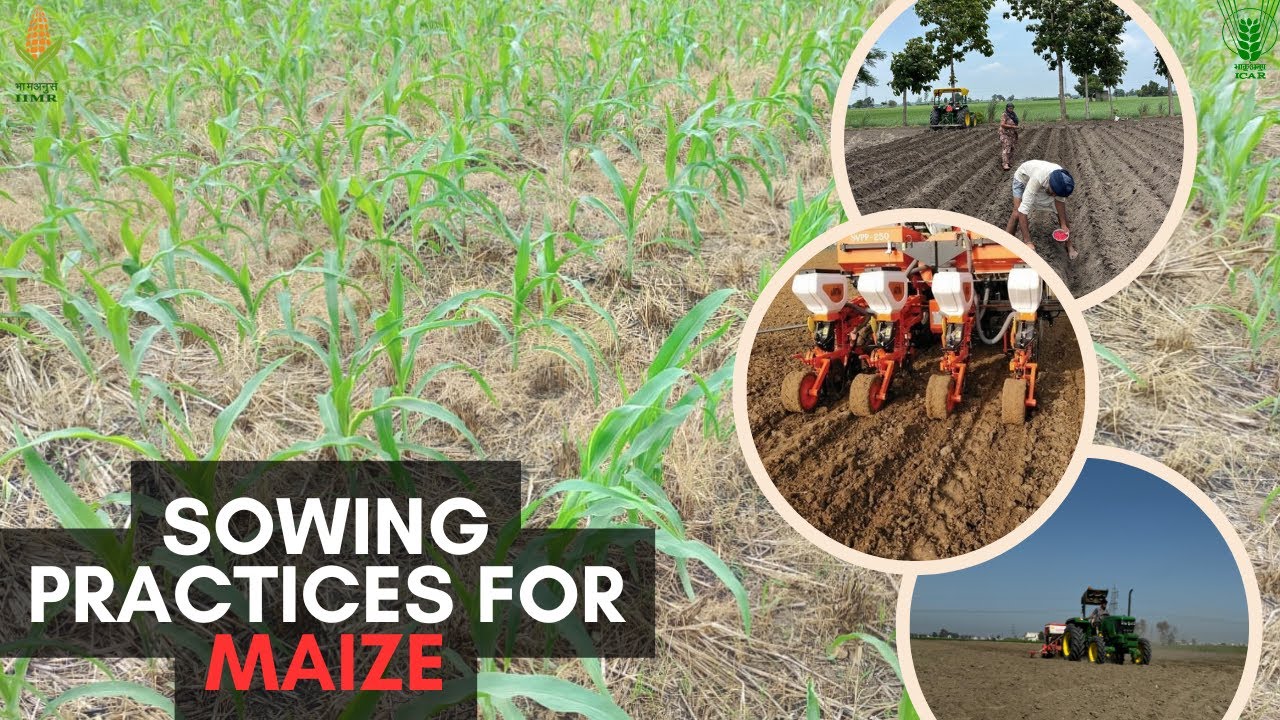 “Sowing Practices for Maize”