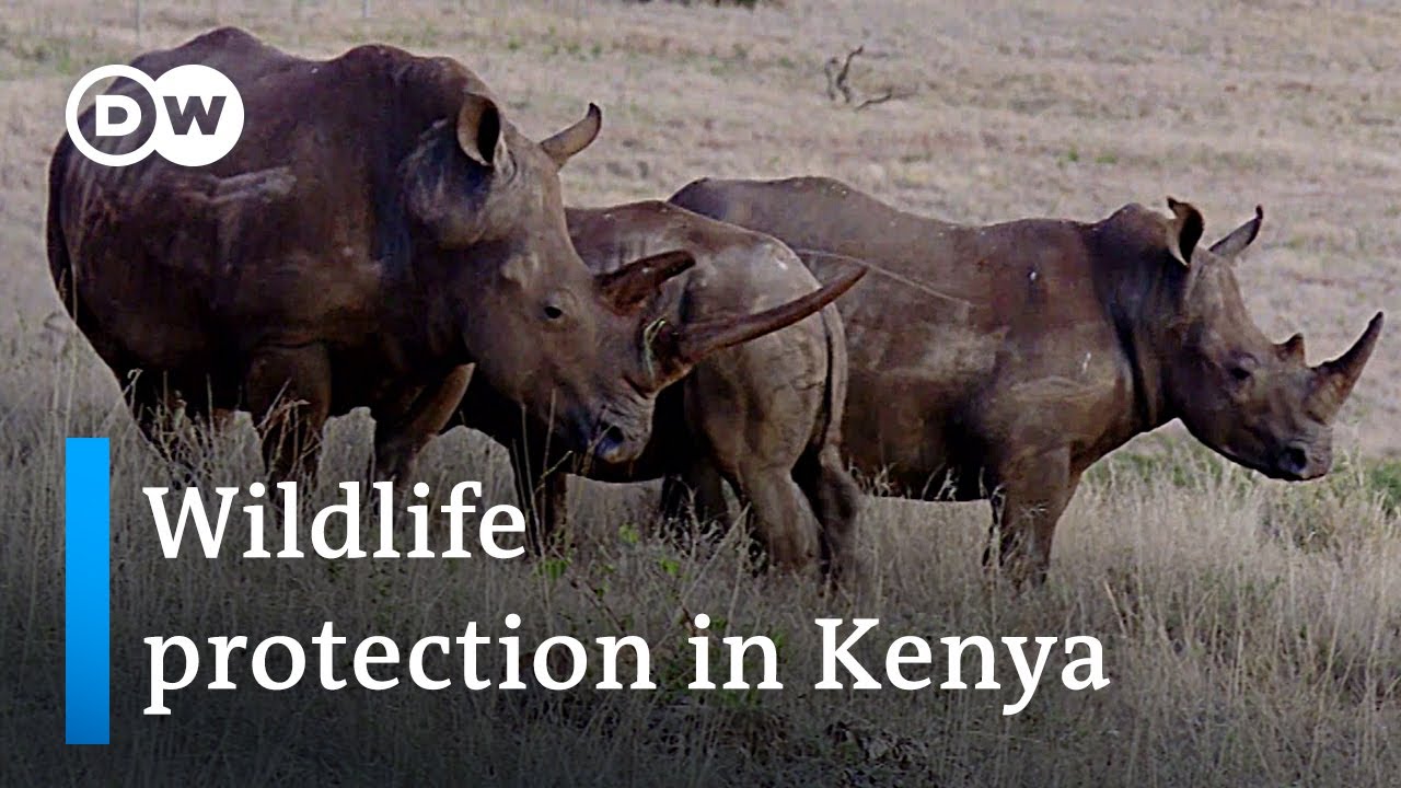 Sustainable nature conservation in Kenya | Global Ideas