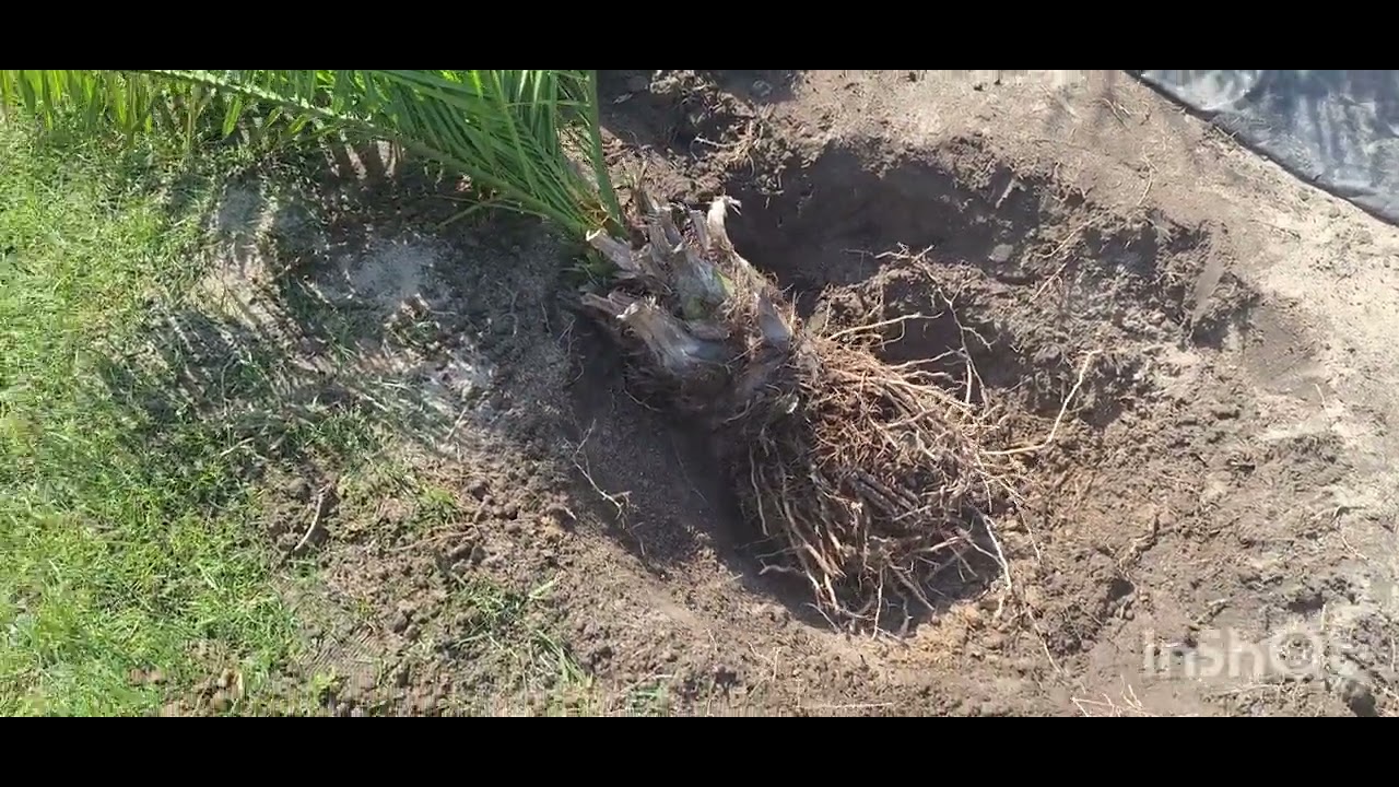 Odcinek 85# Przesadzanie palm po 3 latach. Jak wyglądają korzenie trachycarpusa i phoenixa. 🌴