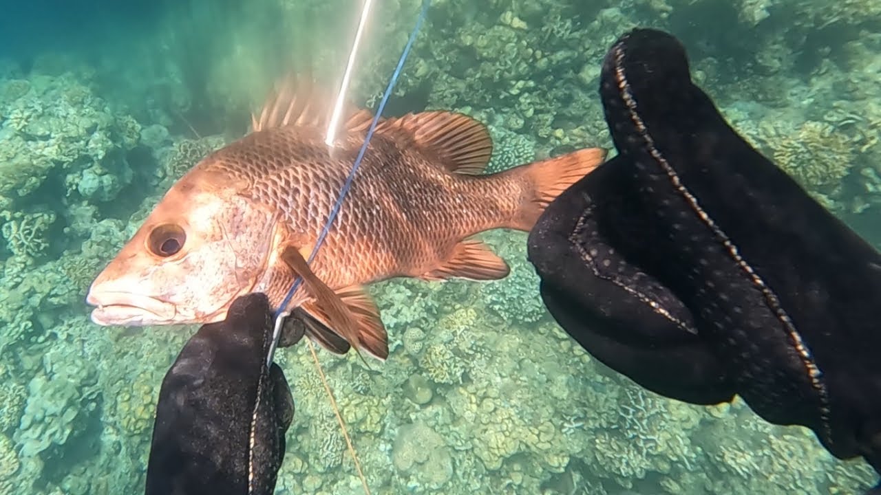 Catch and Cook Big Mangrove snapper and more!: Shallow water dive