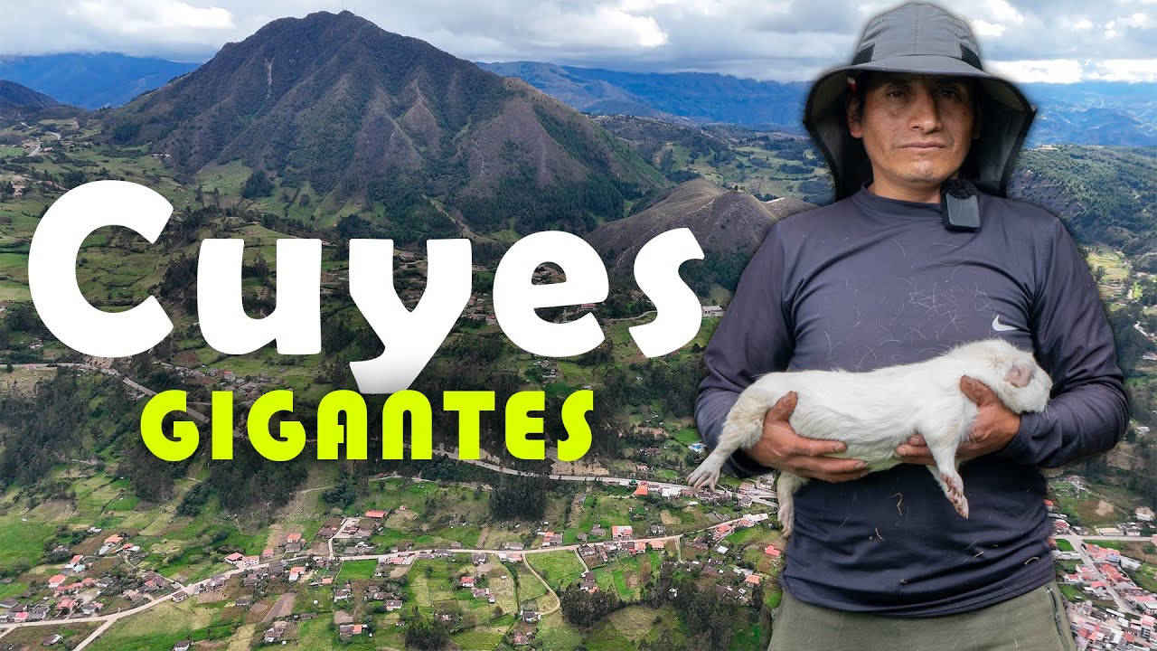 ¡Estos Cuyes Gigantes Valen Oro! 🐹💰 #saraguro