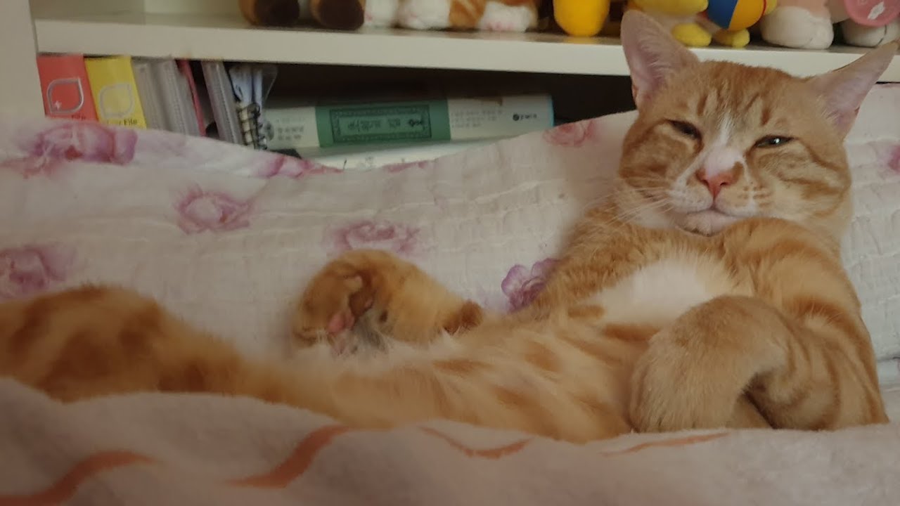고양이 숨소리 2시간 / ASMR / 치즈살구 / 깊은 잠, 집중, 수면유도, 불면증, 치유, 힐링, purring, healing