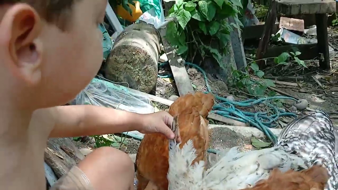 Meu neto dando comida os pintinho.