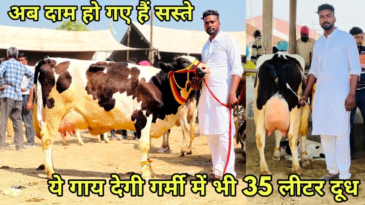 25 से 35 लीटर दूध वाली 5 गाय बिकाऊ। पशु मंडी डबवाली। 5 Top Cows for sale at Pashu Mandi Dabwali