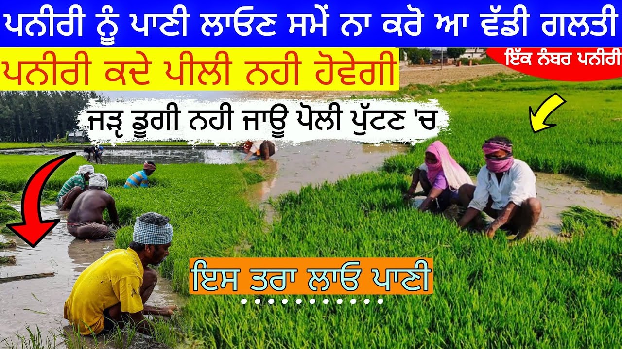 ਝੋਨੇ ਦੀ ਪਨੀਰੀ ਨੂੰ ਇਸ ਤਰਾ ਲਾਓ ਪਾਣੀ.! Water Management in paddy nursery