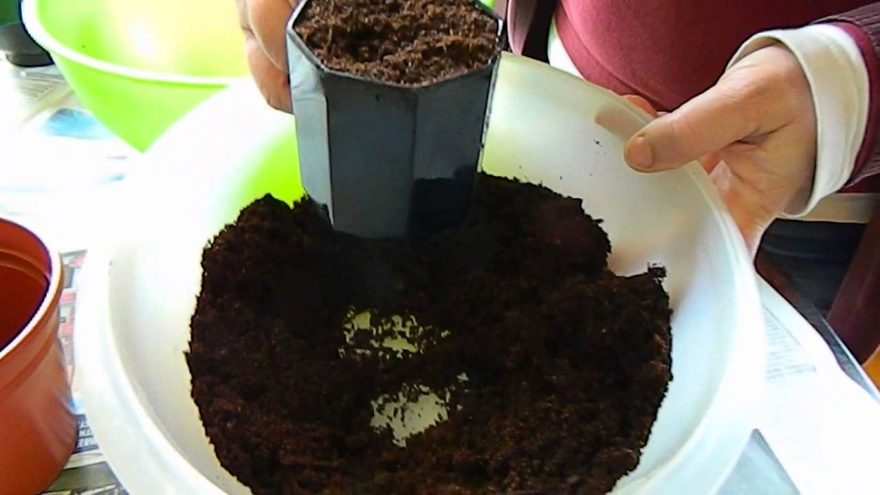 Streptocarpus Repotting