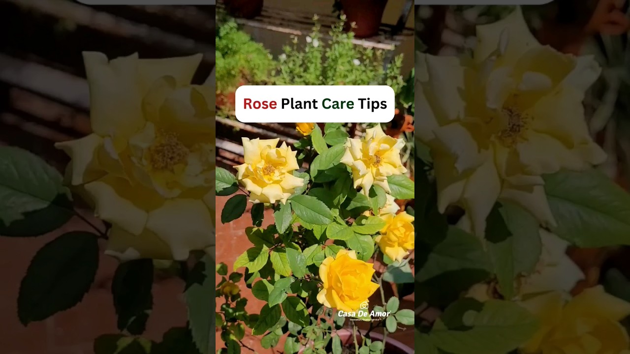 Casa De Amor Rose Care Fertilizer 🌹 #casadeamor #rosecaretips #rosecare #organicproduct #organic