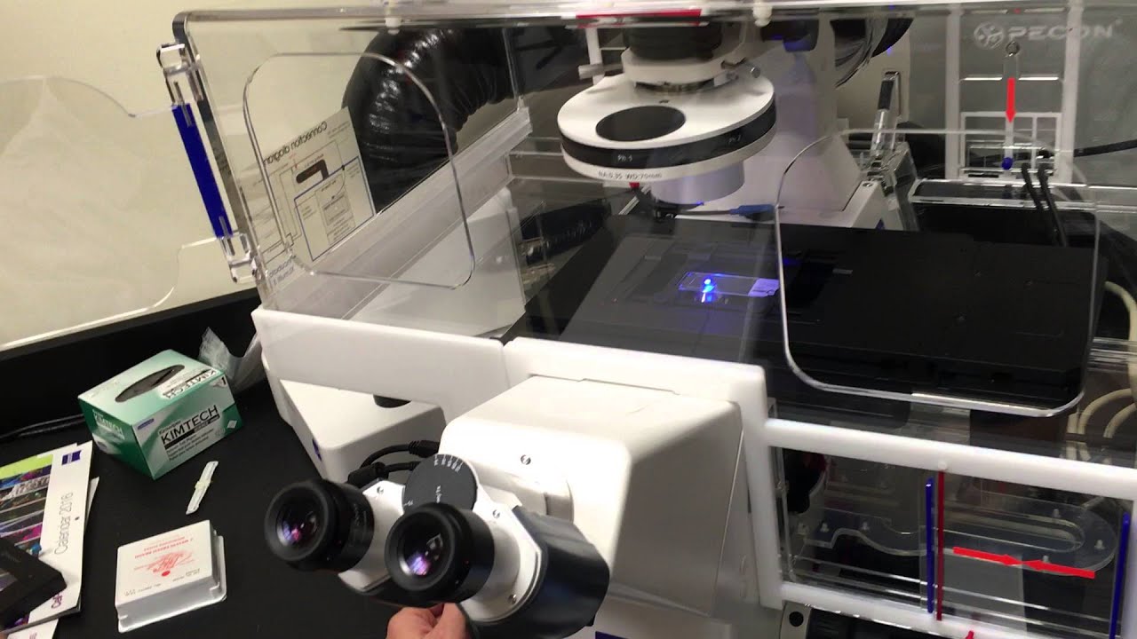 ZEISS Axio Observer Z1 with ZEN 2 Pro Software (fluorescence live cell imaging tutorial)