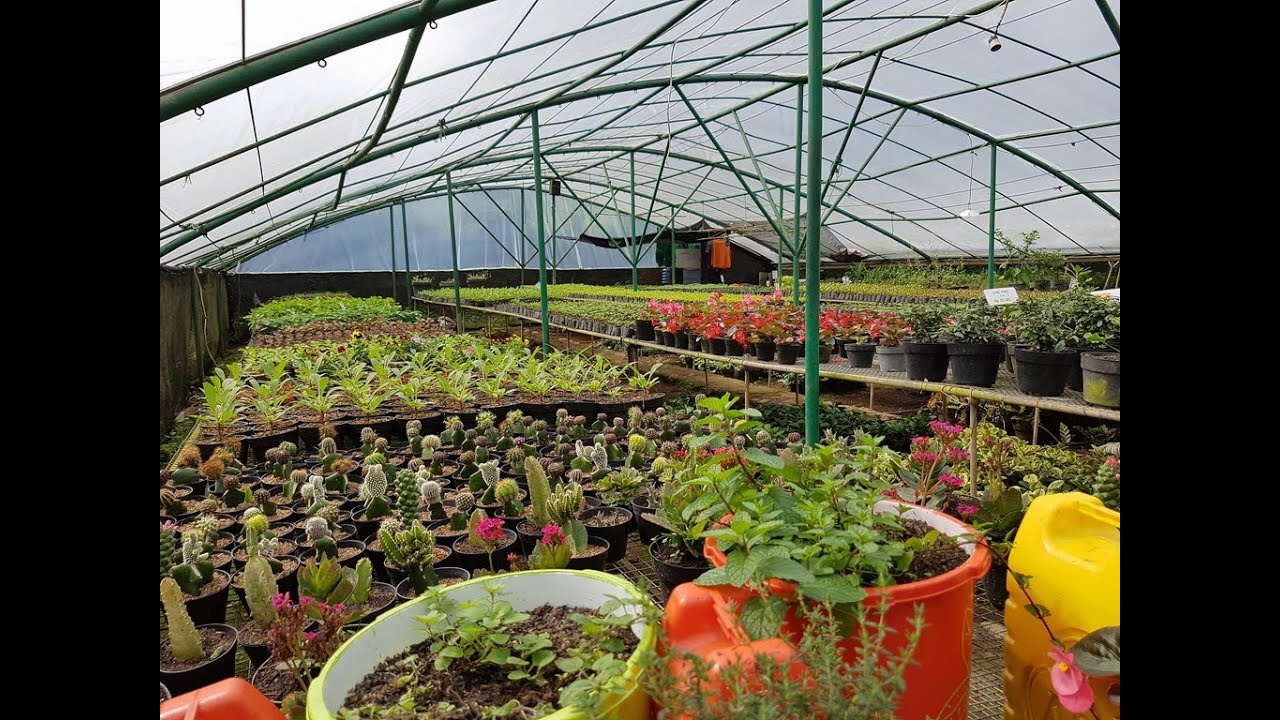 مزرعة الزهور في الجبل بونشاك   للاستفسارات الواتس0568746412 سناب aldaghriri555