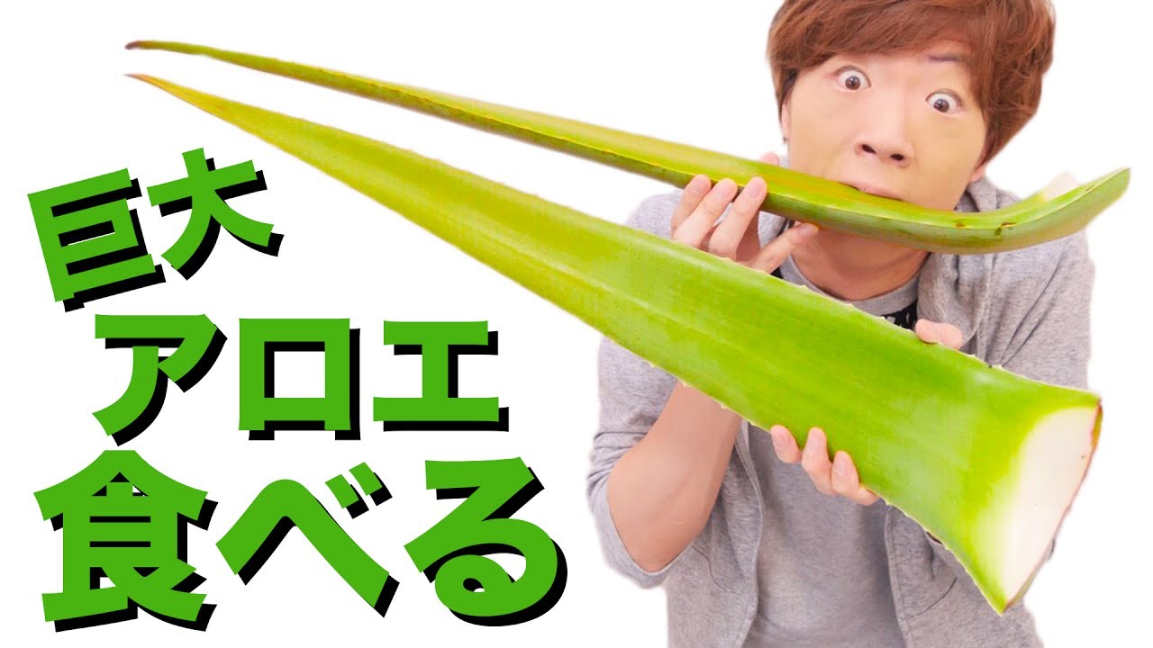 超巨大アロエ生で皮ごと食べたらヤバかった・・・